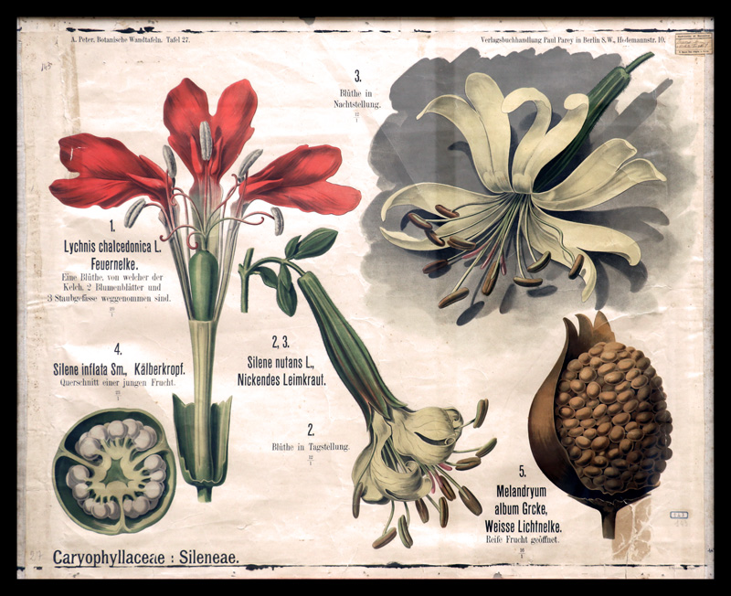 Tafel 27 Caryophillaceae-Silenae